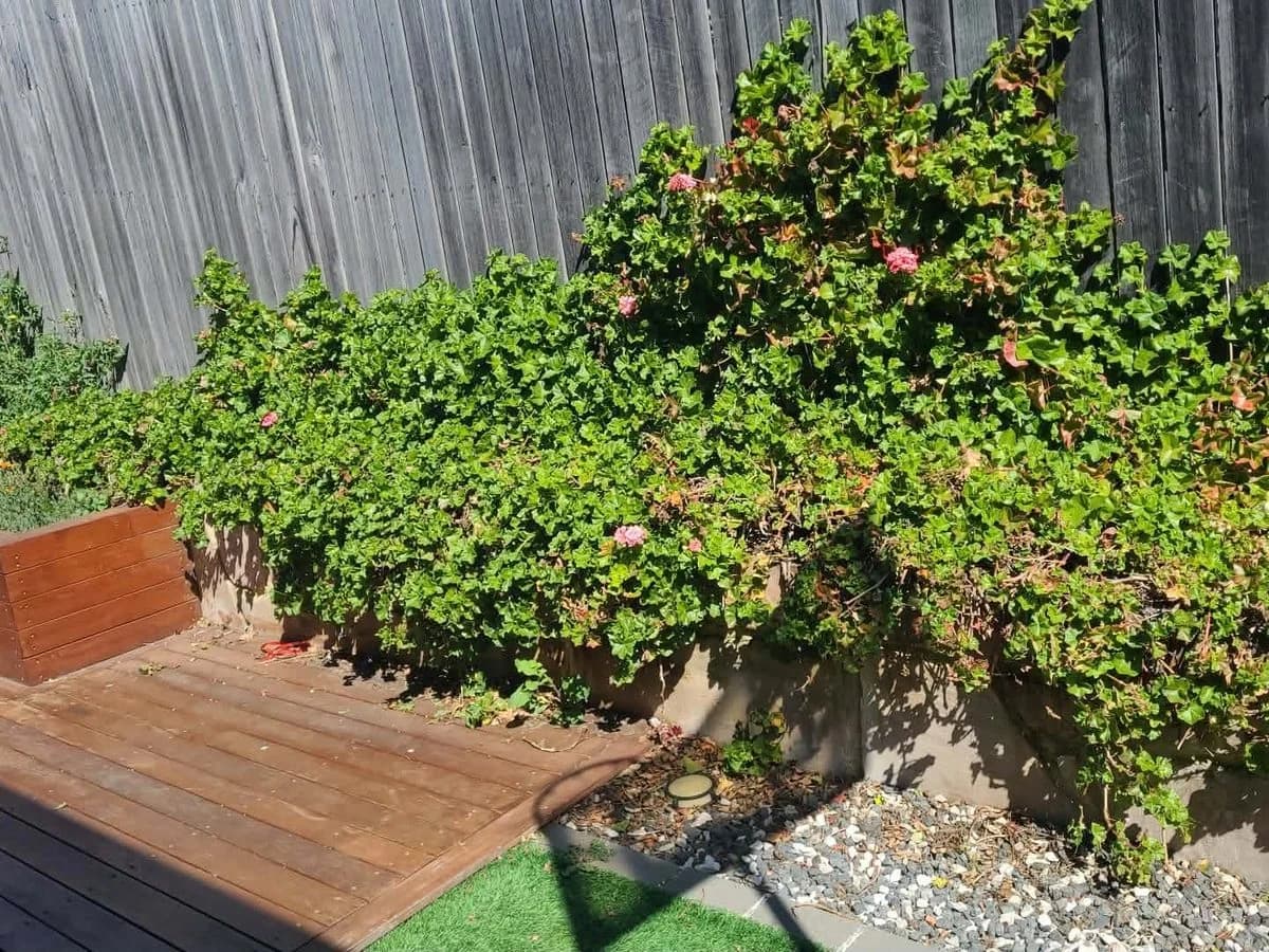Garden deck beside a timber fence